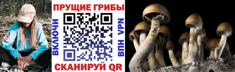 Псилоцибиновые грибы ЛСД  Вилючинск 